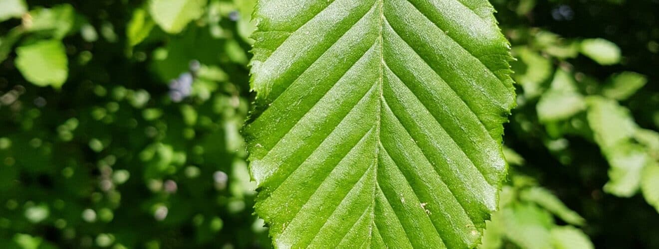 Hainbuche (Carpinus betulus)