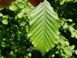 Hainbuche (Carpinus betulus)