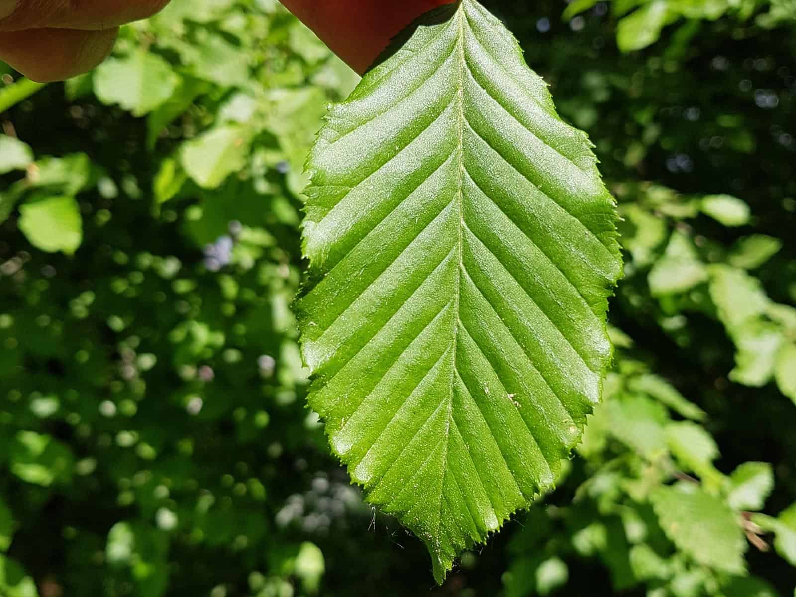 Hainbuche (Carpinus betulus)