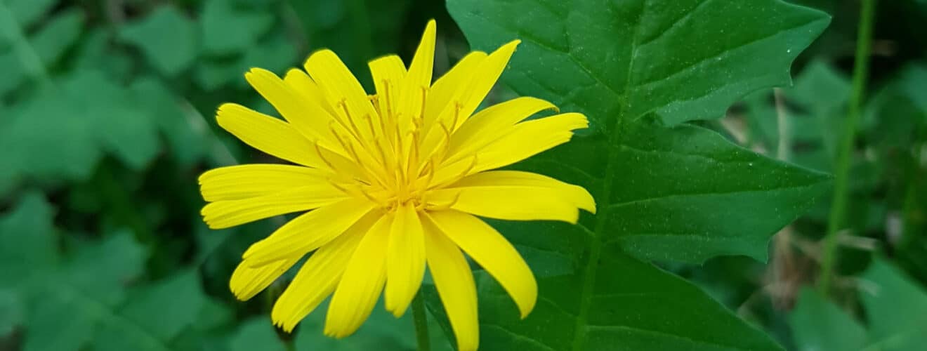 Hainsalat/Hainlattich (Aposeris foetida)