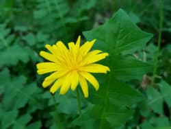 Hainsalat/Hainlattich (Aposeris foetida)