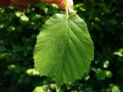 Hasel - Gemeine (Corylus avellana)