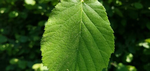 Hasel - Gemeine (Corylus avellana)