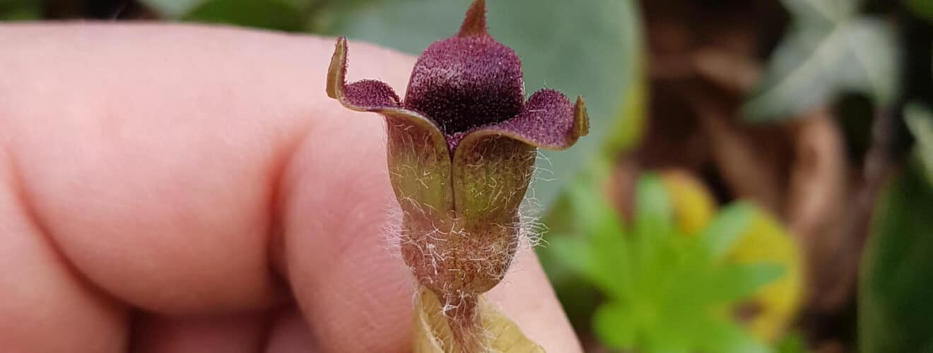 Haselwurz - Gewöhnliche (Asarum europaeum)