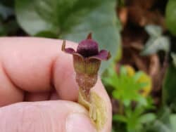 Haselwurz - Gewöhnliche (Asarum europaeum)