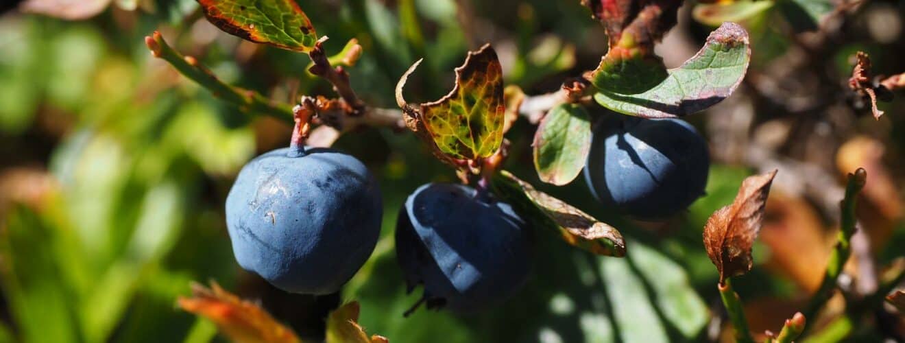 Heidelbeere / Blaubeere (Vaccinium myrtillus)