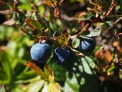 Heidelbeere / Blaubeere (Vaccinium myrtillus)