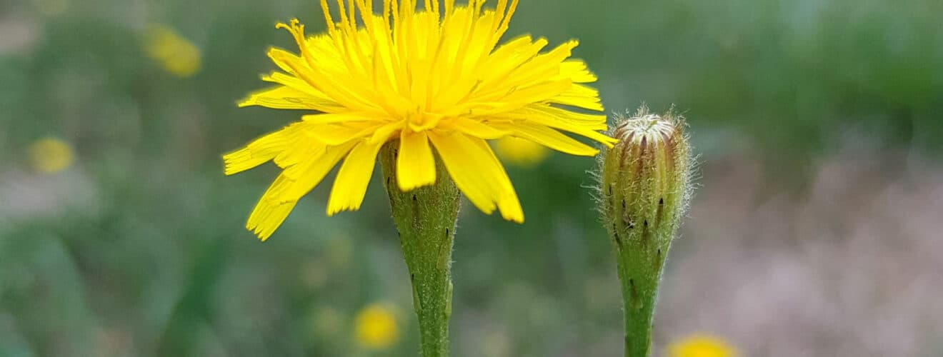 Herbst-Löwenzahn (Scorzoneroides autumnalis)