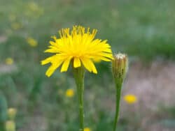 Herbst-Löwenzahn (Scorzoneroides autumnalis)