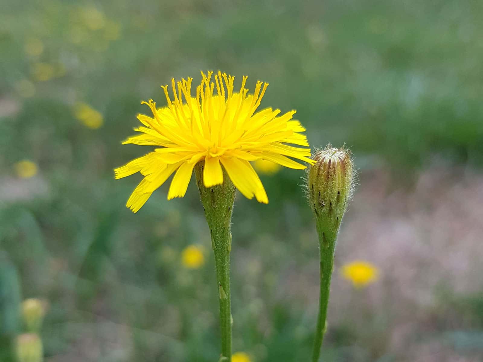 HerbstLöwenzahn Wildpflanzen bestimmen & verwenden