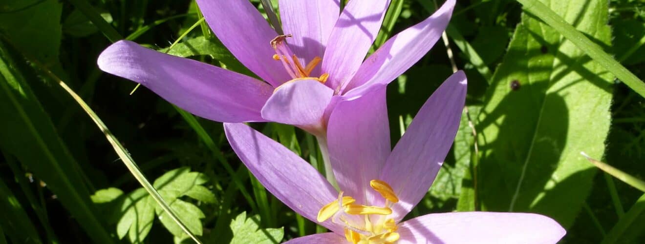 Herbstzeitlose (Colchicum autumnale)