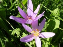 Herbstzeitlose (Colchicum autumnale)