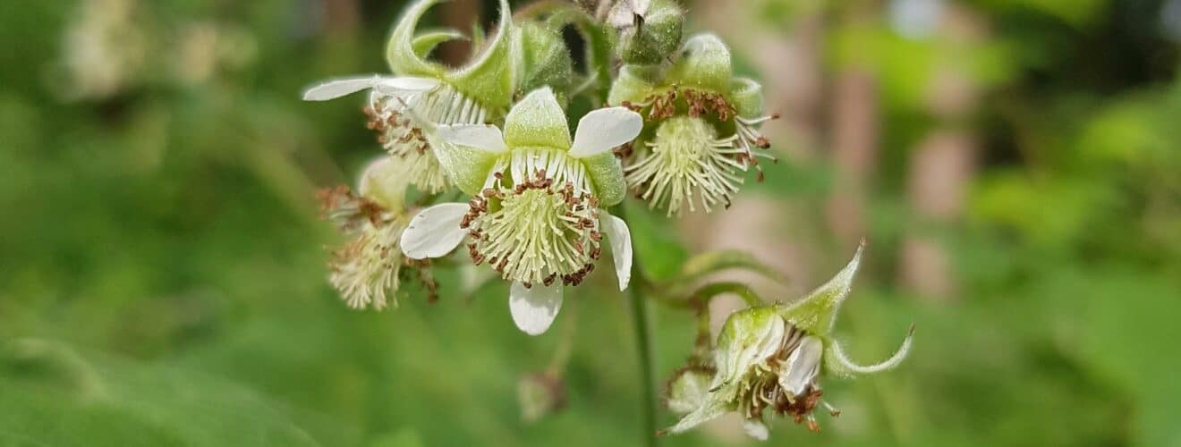 Himbeeren (Rubus idaeus)