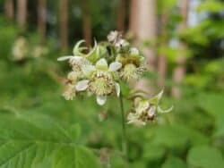 Himbeeren (Rubus idaeus)