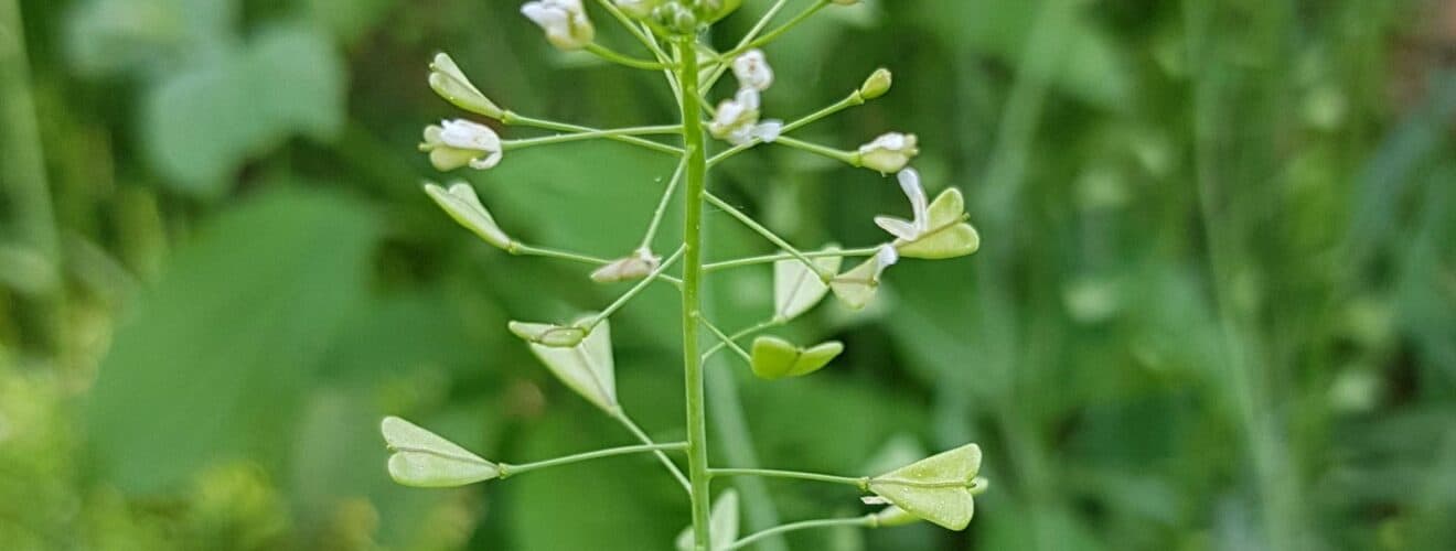 Hirtentäschel - Gewöhnliches (Capsella bursa-pastoris)