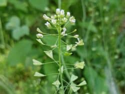 Hirtentäschel - Gewöhnliches (Capsella bursa-pastoris)