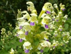 Hohlzahn - Bunter (Galeopsis speciosa)