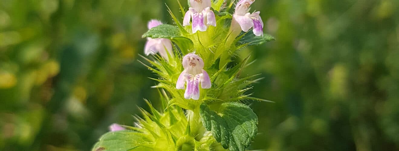 Hohlzahn - Gemeiner (Galeopsis tetrahit)