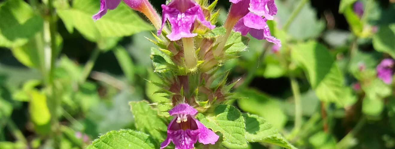 Hohlzahn - Weichhaariger (Galeopsis pubescens)