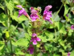 Hohlzahn - Weichhaariger (Galeopsis pubescens)