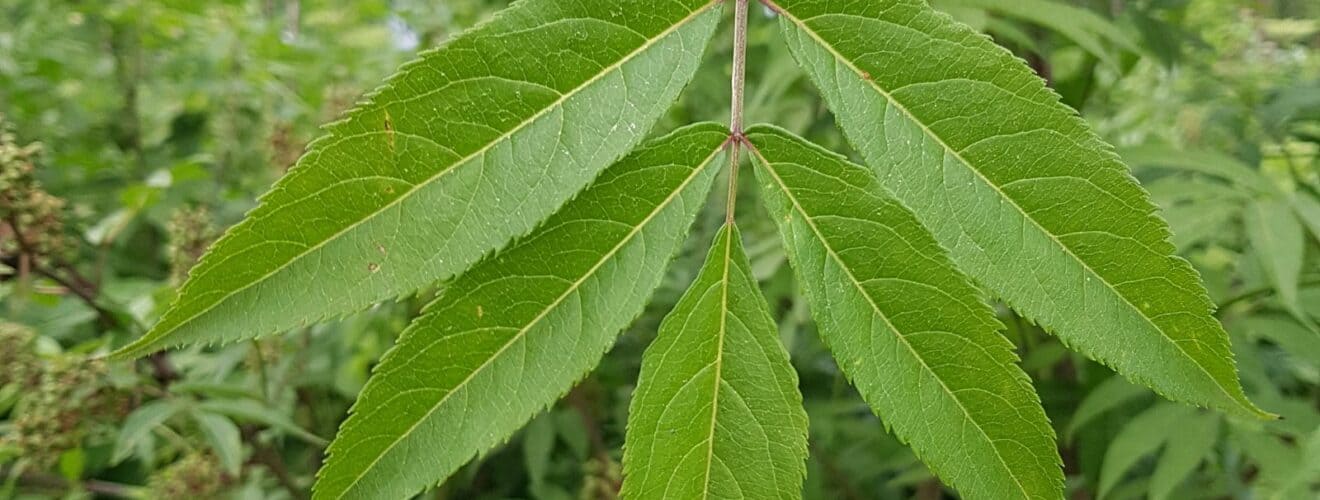 Holunder - Roter (Sambucus racemosa)