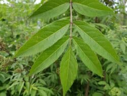 Holunder - Roter (Sambucus racemosa)