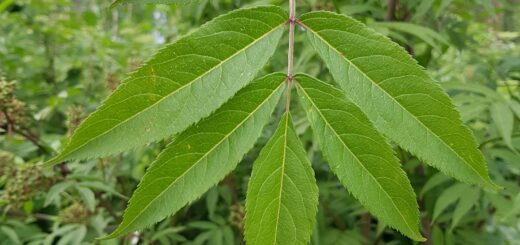 Holunder - Roter (Sambucus racemosa)