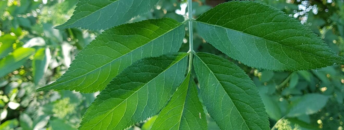 Holunder - Schwarzer (Sambucus nigra)