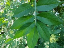 Holunder - Schwarzer (Sambucus nigra)