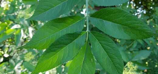 Holunder - Schwarzer (Sambucus nigra)