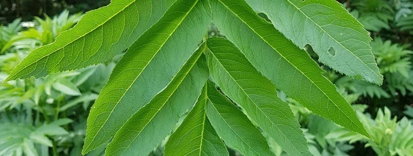 Holunder - Zwerg (Sambucus ebulus)