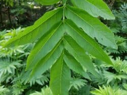 Holunder - Zwerg (Sambucus ebulus)