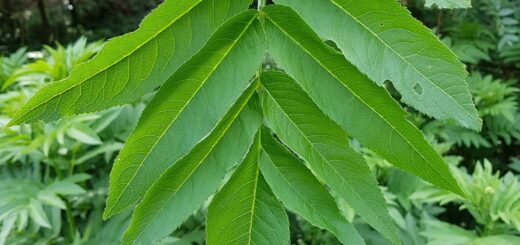 Holunder - Zwerg (Sambucus ebulus)