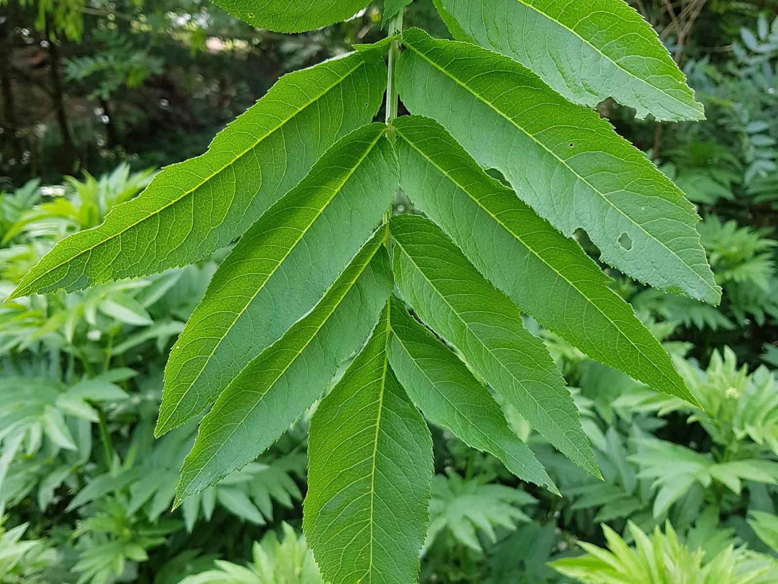 Holunder - Zwerg (Sambucus ebulus)