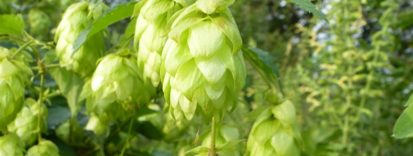 Hopfen - Echter (Humulus lupulus)