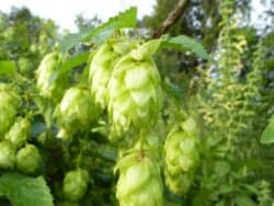 Hopfen - Echter (Humulus lupulus)