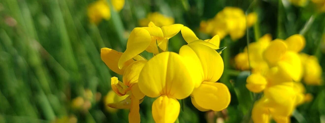 Hornklee - Gewöhnlicher (Lotus corniculatus)