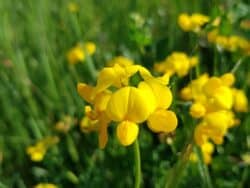 Hornklee - Gewöhnlicher (Lotus corniculatus)