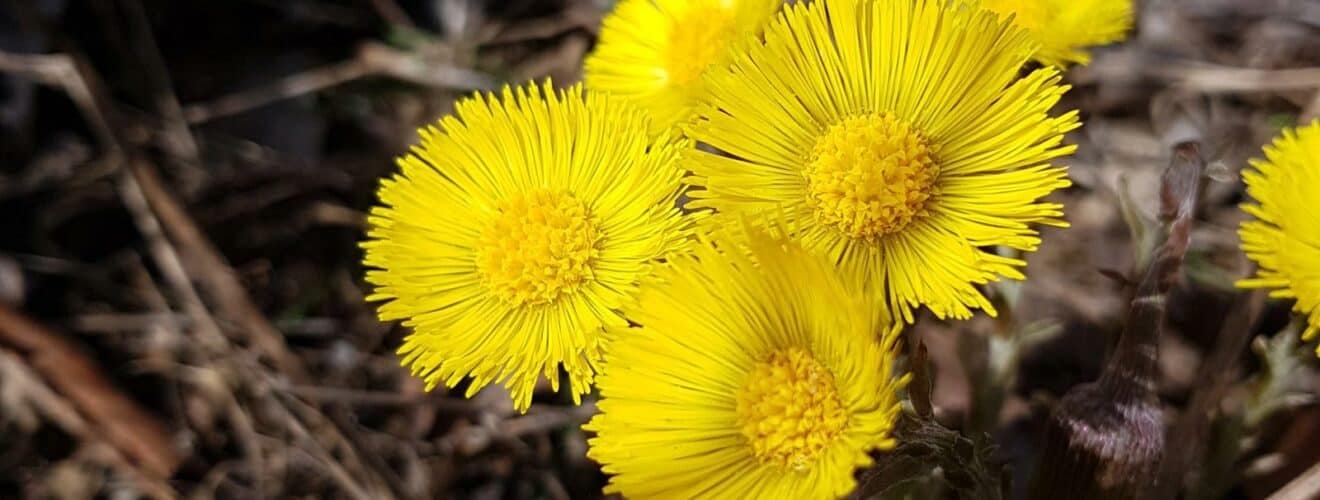 Huflattich (Tussilago farfara)