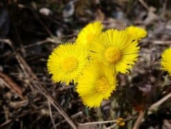 Huflattich (Tussilago farfara)