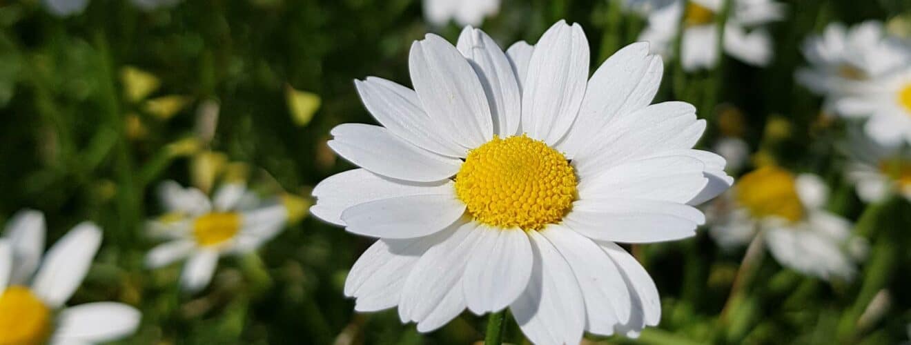 Hundskamille - Acker (Anthemis arvensis)