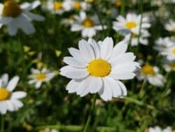 Hundskamille - Acker (Anthemis arvensis)