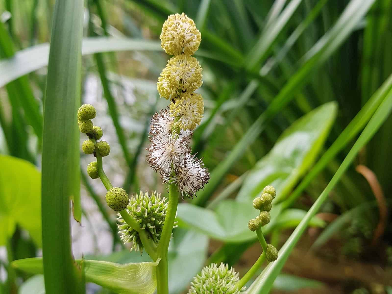 Igelkolben - Ästiger (Sparganium erectum)