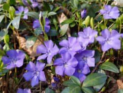 Immergün - Kleines (Vinca minor)