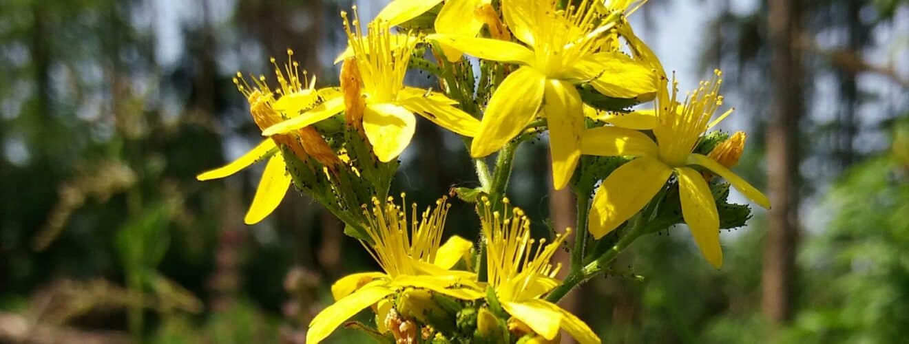 Johanniskraut - Echtes (Hypericum perforatum)