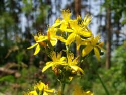 Johanniskraut - Echtes (Hypericum perforatum)