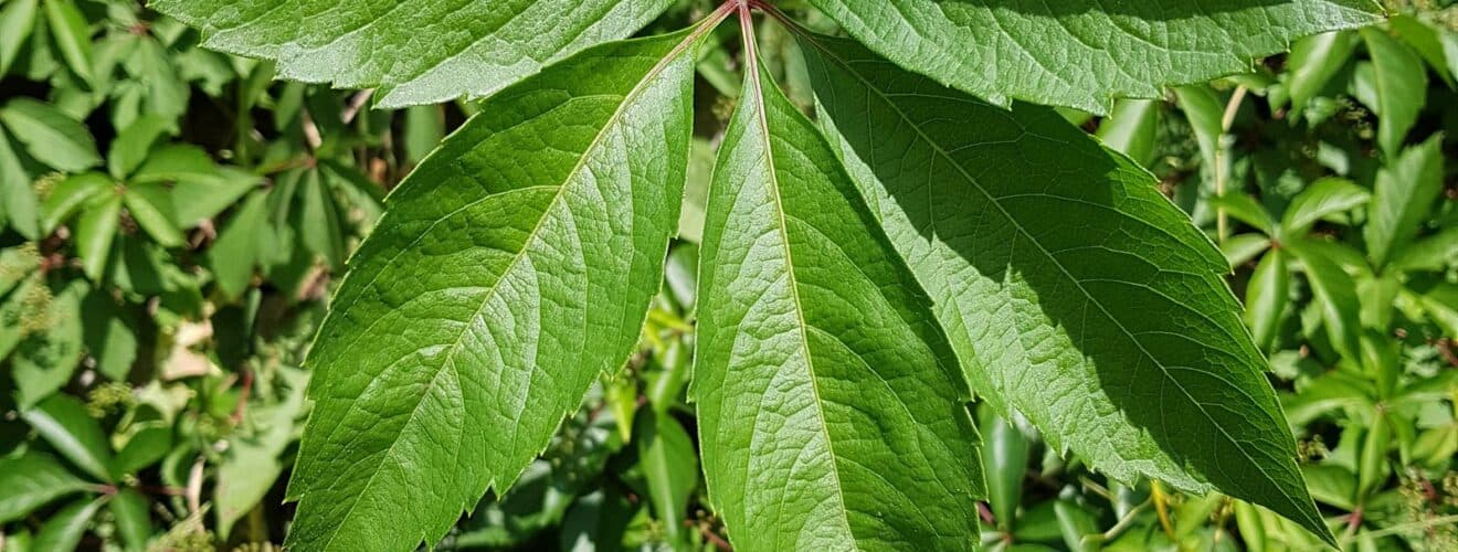 Jungfernrebe - Gewöhnliche (Parthenocissus vitacea)