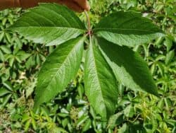 Jungfernrebe - Gewöhnliche (Parthenocissus vitacea)