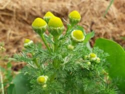 Kamille - Strahlenlose (Matricaria discoidea)