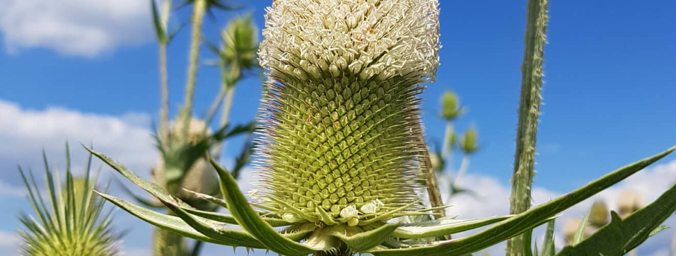 Karde - Schlitzblatt (Dipsacus laciniatus)